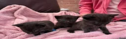 Maine Coon cats for sale: Maine coon mixed  - Advert 9