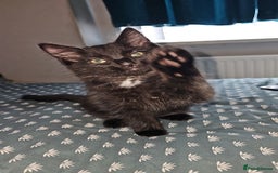Turkish Angora cats for sale: Adorable 2 Kittens - Image 4