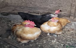 Chickens poultry for sale: Naked Neck Bantams chicks/growers in York - Image 2
