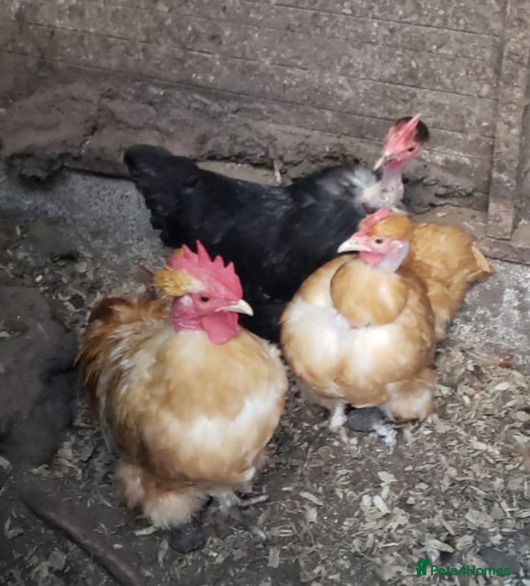 Chickens poultry for sale: Naked Neck Bantams chicks/growers in York - Image 2
