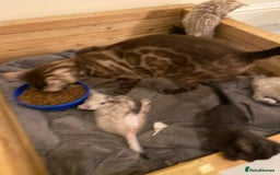 Bengal cats for sale: 🔥✨ Pedigree TICA-Registered Bengal Kittens - Image 28