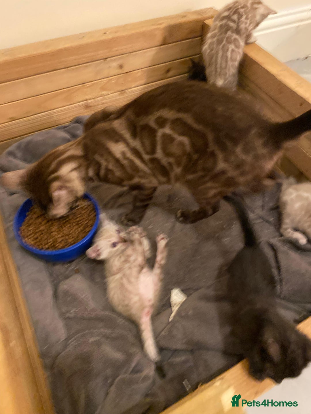 Bengal cats for sale: 🔥✨ Pedigree TICA-Registered Bengal Kittens - Image 28