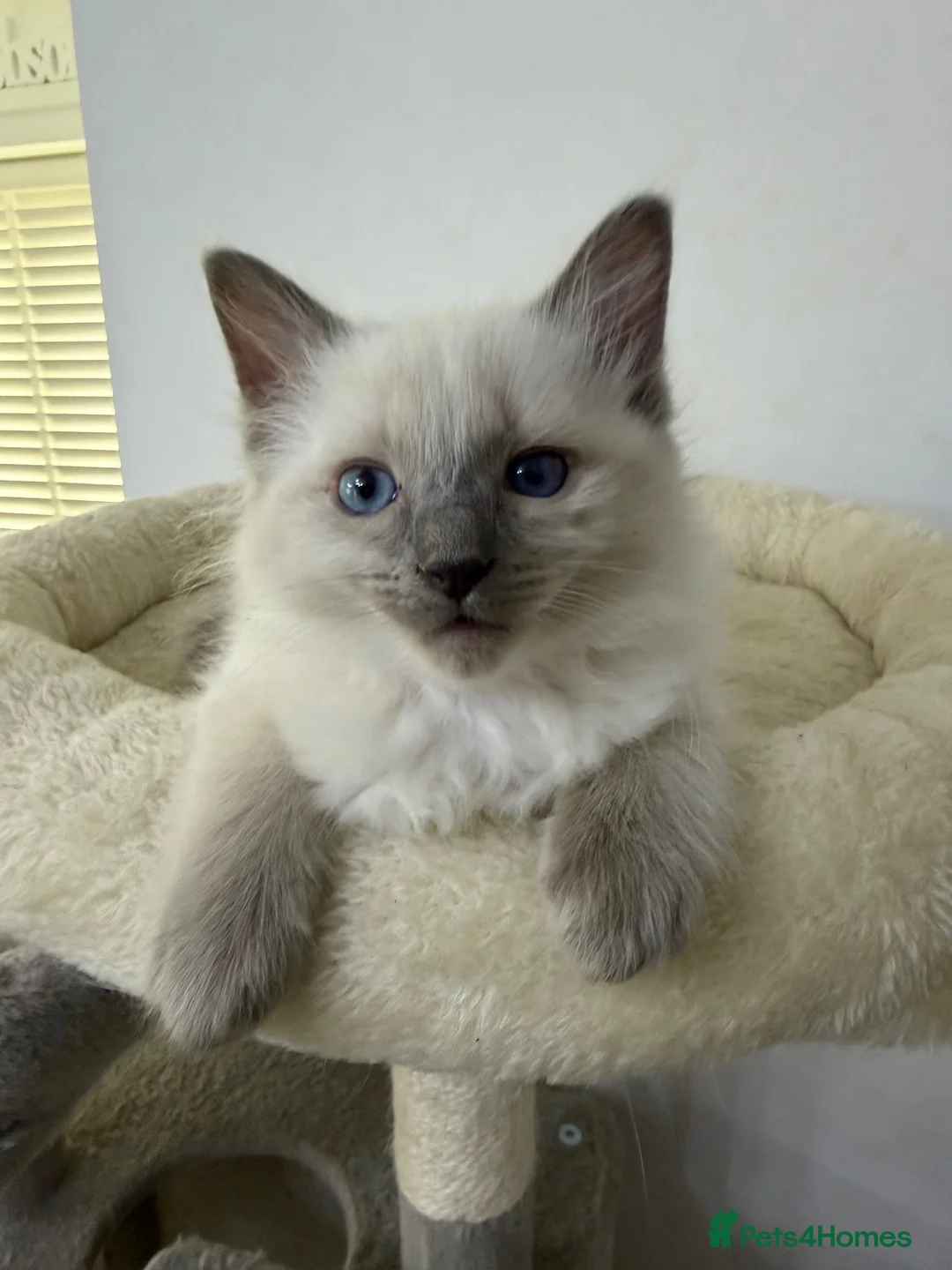 Ragdoll cats for sale: Adorable and friendly Ragdoll Kittens - Advert 27