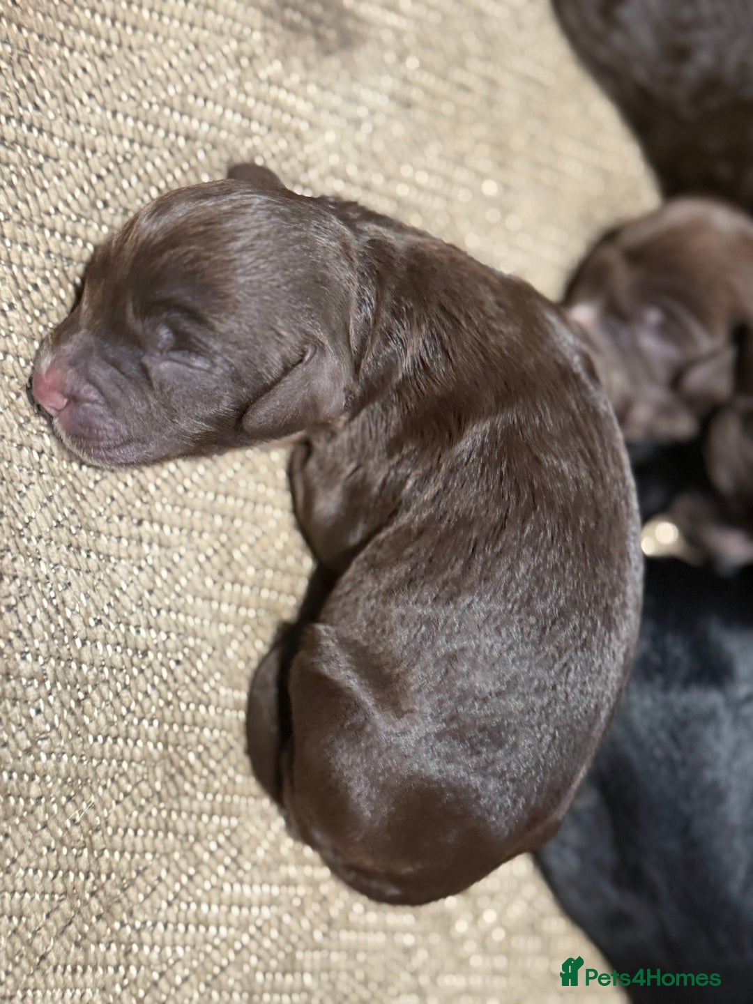 Cockapoo dogs for sale: Miniature f1 Cockapoos puppies - Advert 20