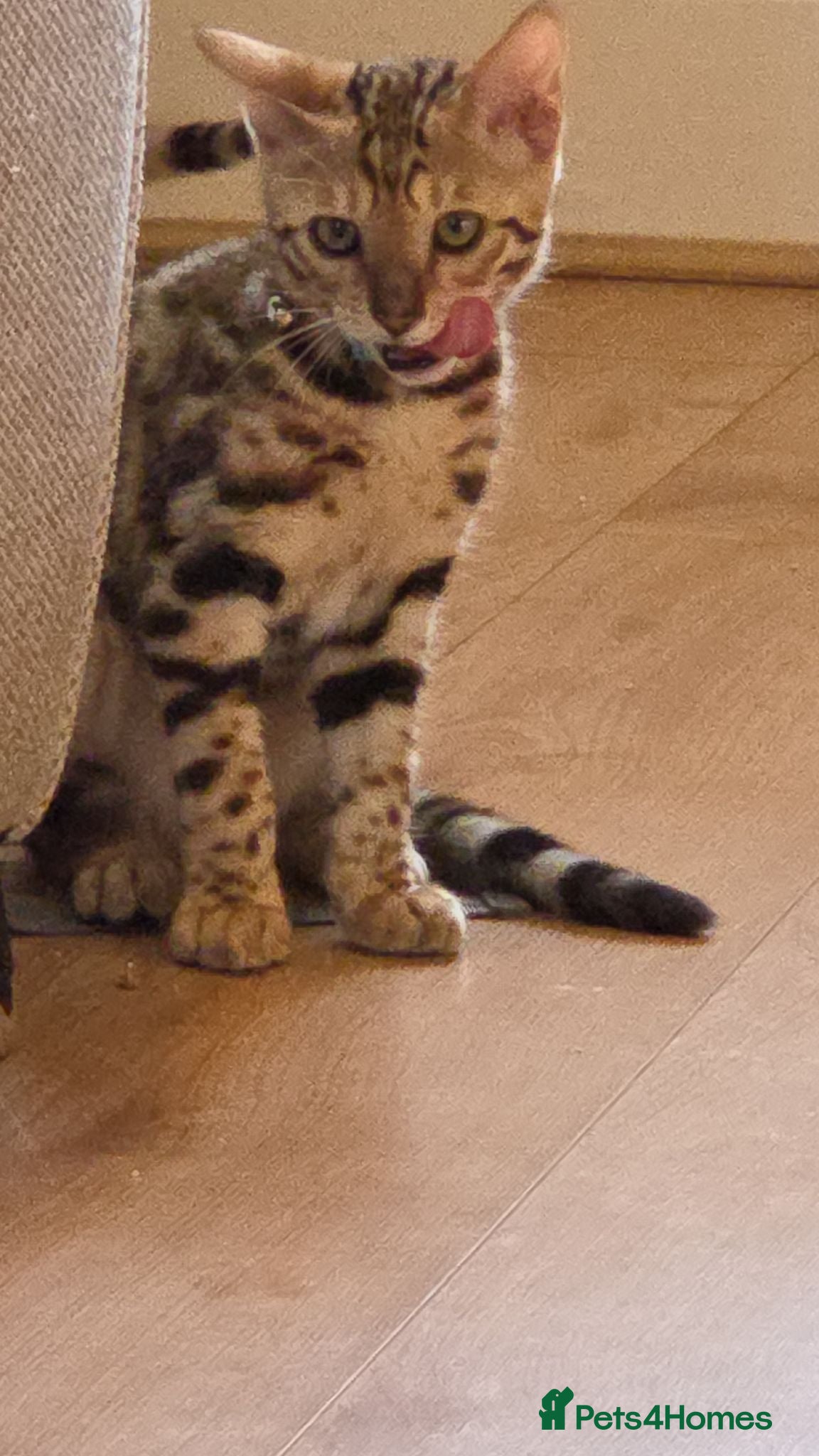 Bengal cats READY NOW FULL BENGAL KITTENS TICA REGISTERED  - Advert 2