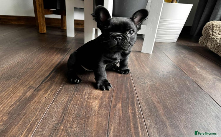 French Bulldog dogs - Advert 3