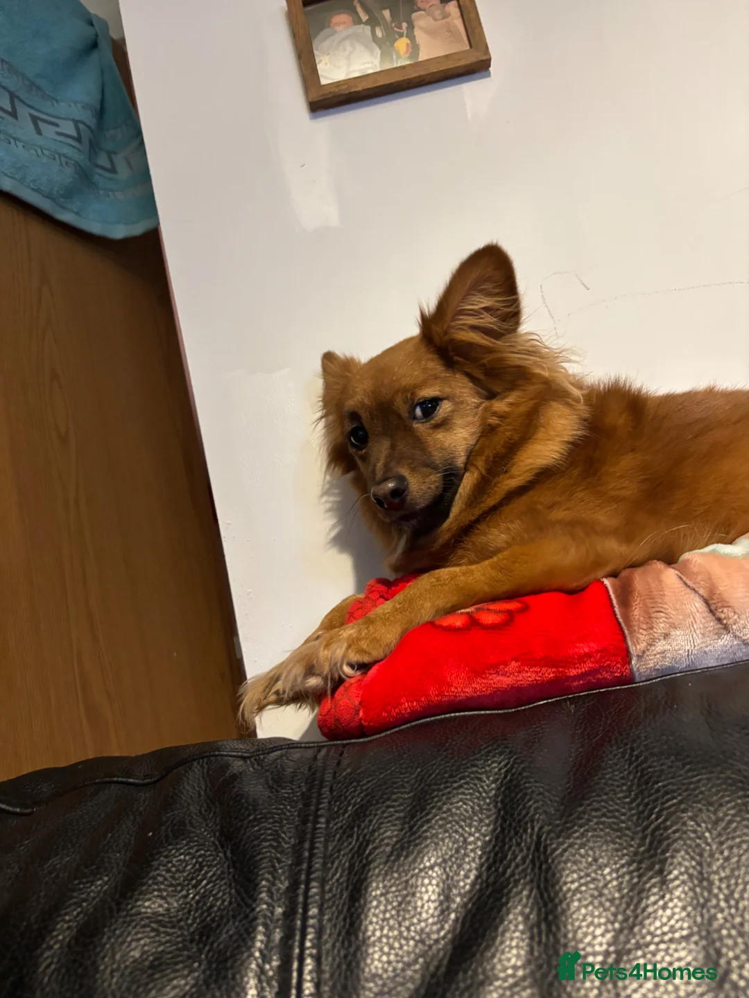 Mixed Breed dogs for sale: Needed a new home for coco in Worcester - Advert 3