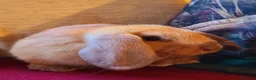 Mixed Breed rabbits for sale: Friendly bunnies ready to go in Southampton - Advert 8