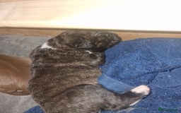 Mixed Breed dogs for sale: Amazing dogs - Image 6