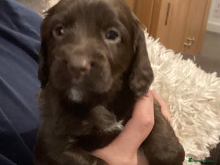 Cocker Spaniel dogs - Advert 22