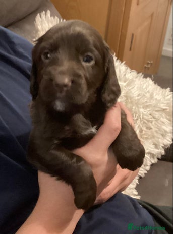 Cocker Spaniel dogs - Advert 4