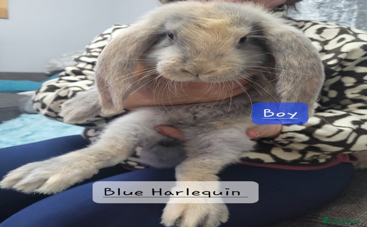 French Lop rabbits - Advert 1