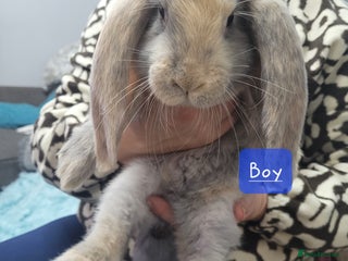 French Lop rabbits - Advert 13
