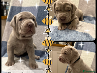 Mastiff dogs Neapolitan x Cane Corso Mix - Advert 1