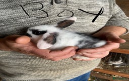 Mini Lop rabbits for sale: 4 beautiful rabbits  - Image 1