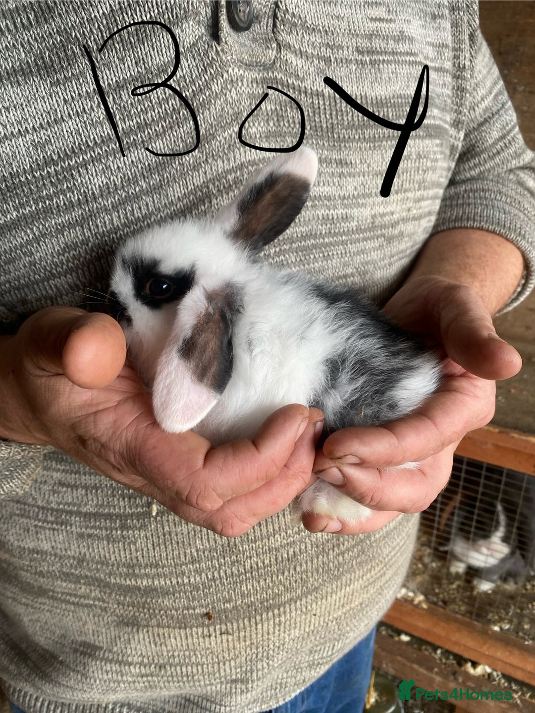 Mini Lop rabbits for sale: 4 beautiful rabbits  - Image 1