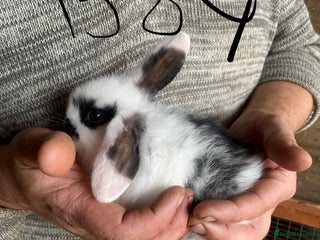 Mini Lop rabbits - Advert 4