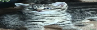 Mixed Breed Kitten 3