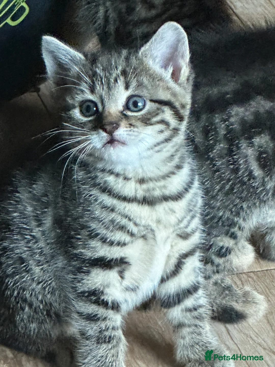 Mixed Breed cats for sale: 2 beautiful female kittens - Advert 2