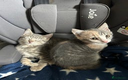 Domestic Shorthair cats for sale: Beautifully bonded brother & sister to go together - Image 13