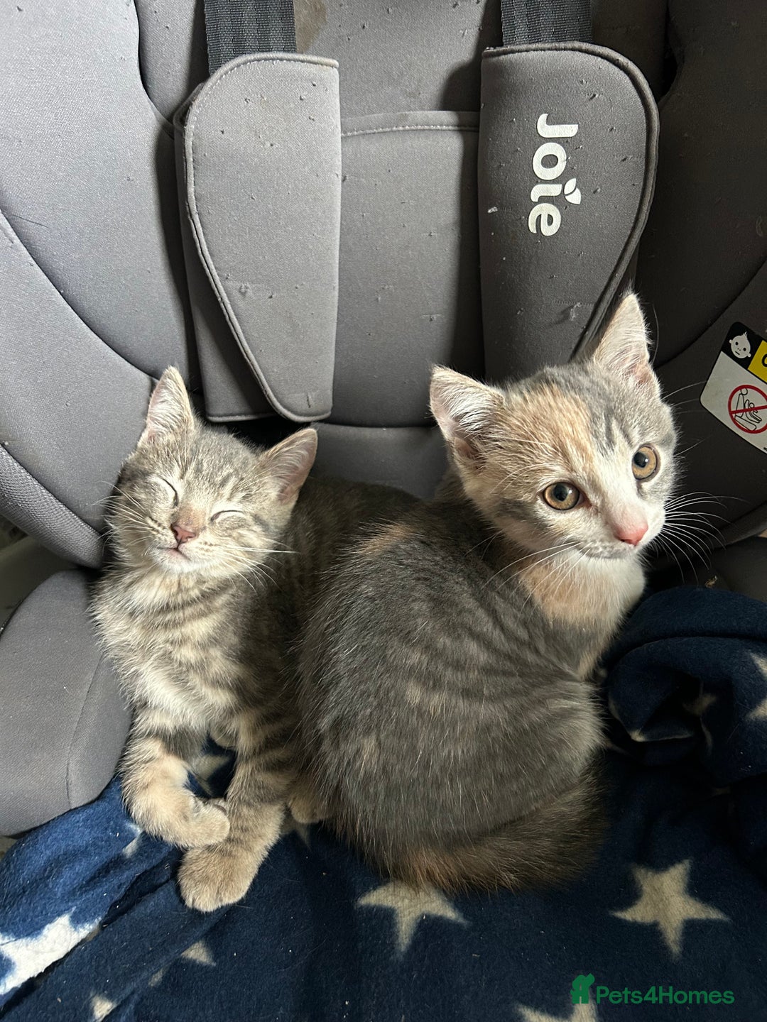 Domestic Shorthair cats for sale: Beautifully bonded brother & sister to go together - Image 13