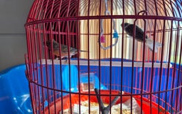 Canaries birds for sale: 2 canaries cage and accessories  - Image 5
