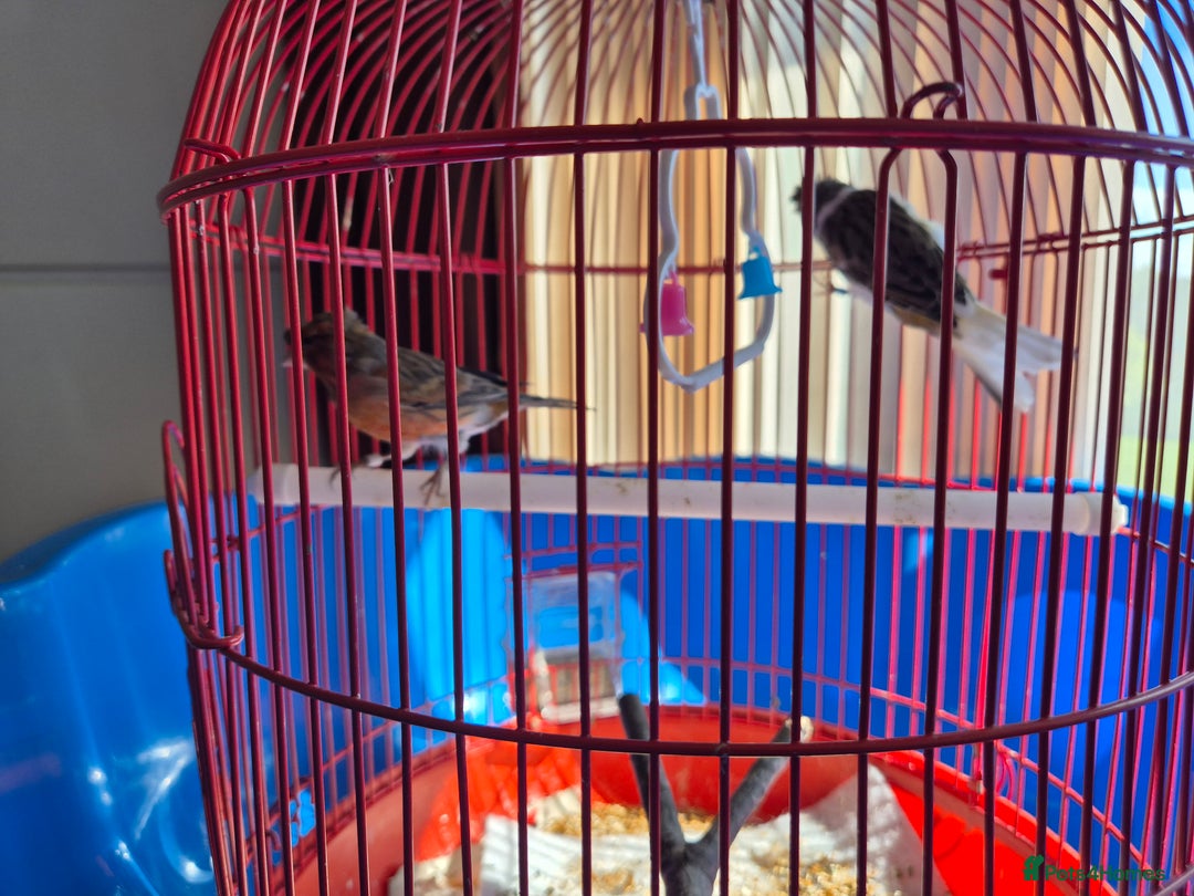 Canaries birds for sale: 2 canaries cage and accessories  - Image 5