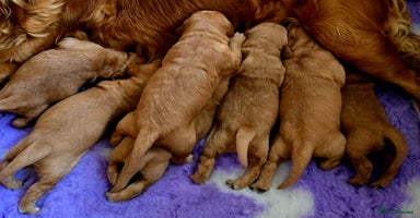 Golden Retriever dogs - Advert 9