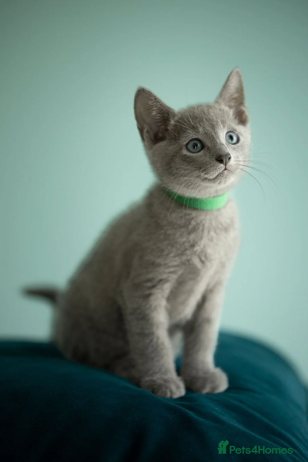 Russian Blue cats for sale: TICA Reg Boutique Russian Blue Kittens  - Advert 40
