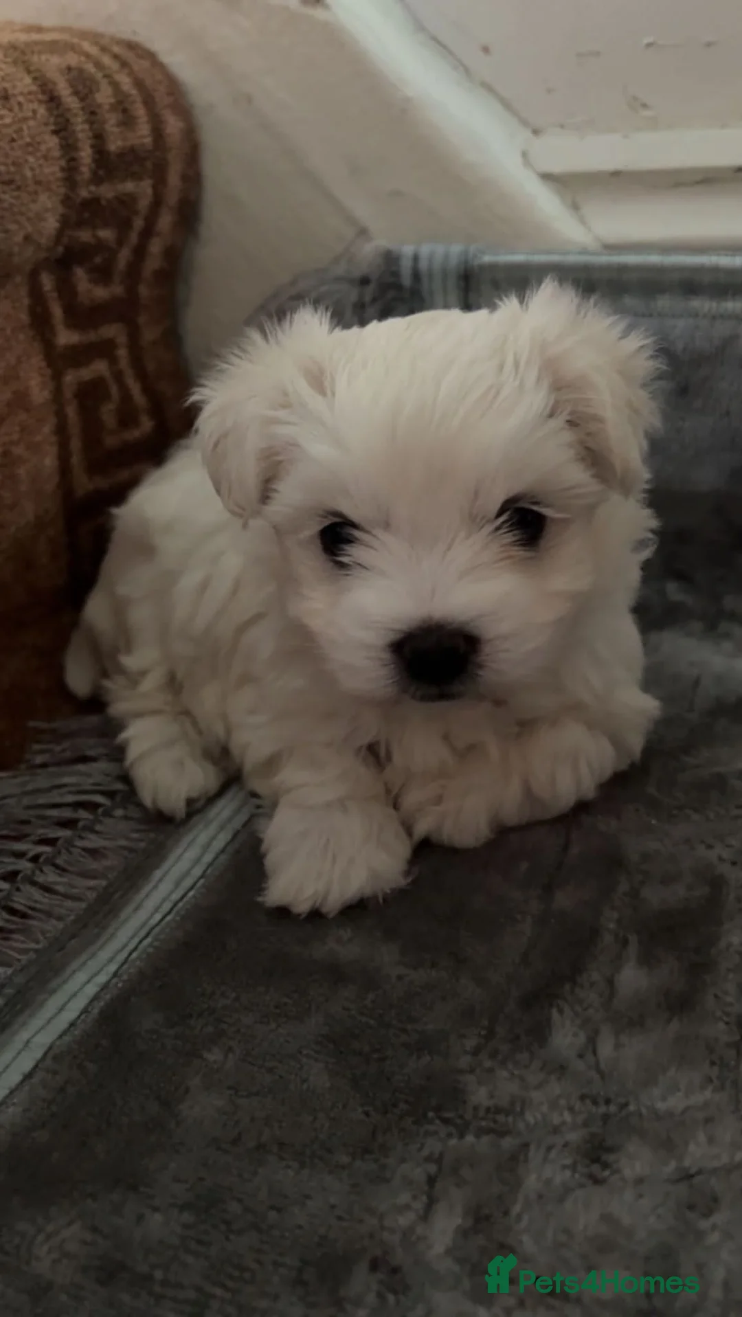 Maltese dogs for sale: Beautiful Maltese boy available for sale :) - Advert 3