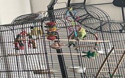 Budgerigars birds for sale: 2 budgies and cage with stand  - Image 1
