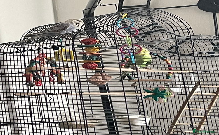 Budgerigars birds for sale - Advert 1
