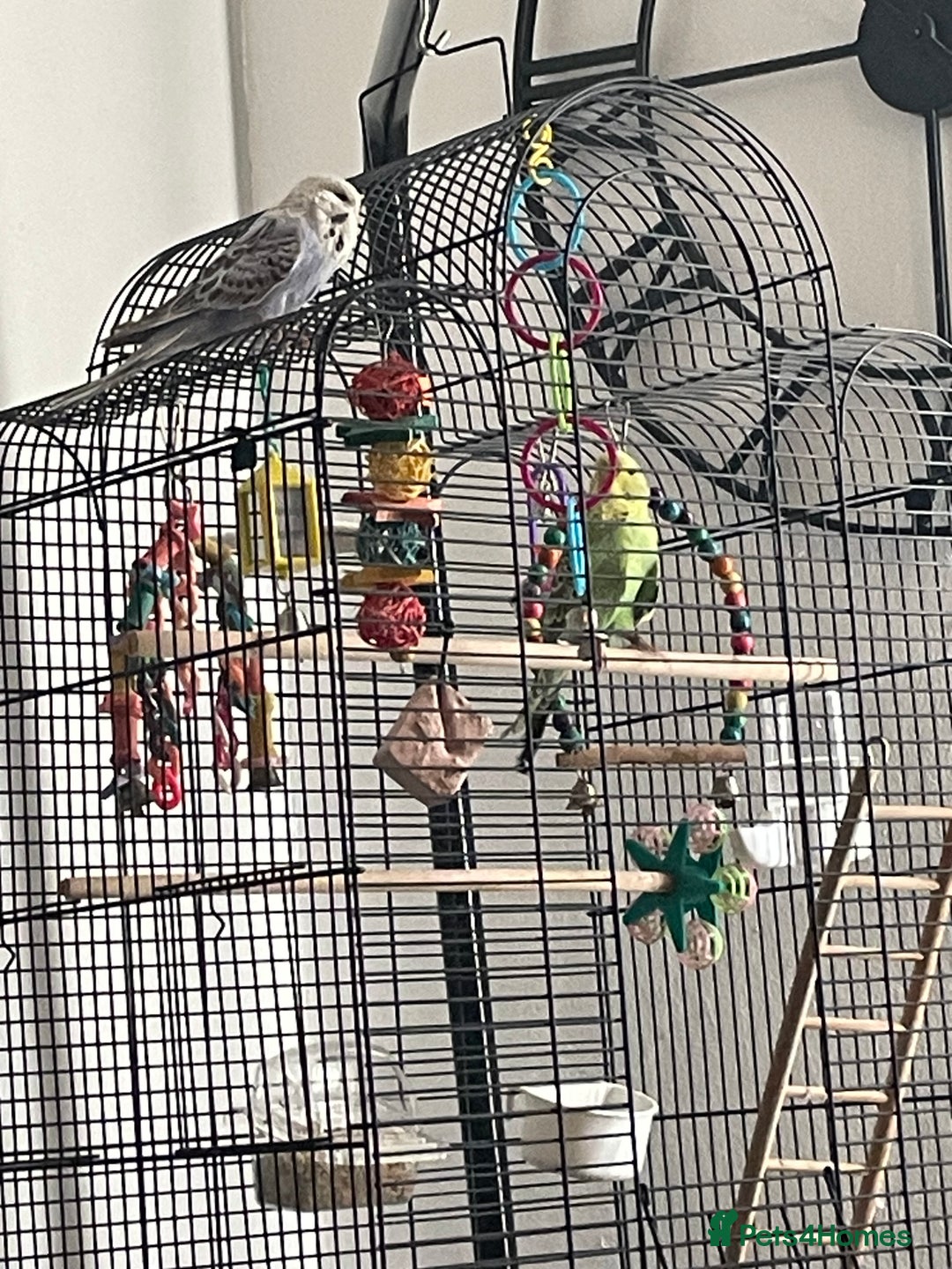 Budgerigars birds for sale: 2 budgies and cage with stand  - Image 1