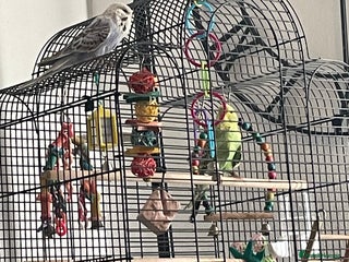 Budgerigars birds - Advert 25