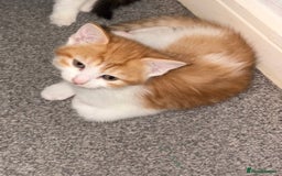 Mixed Breed cats for sale: TWO BEAUTIFUL FEMALE KITTENS - Advert 2