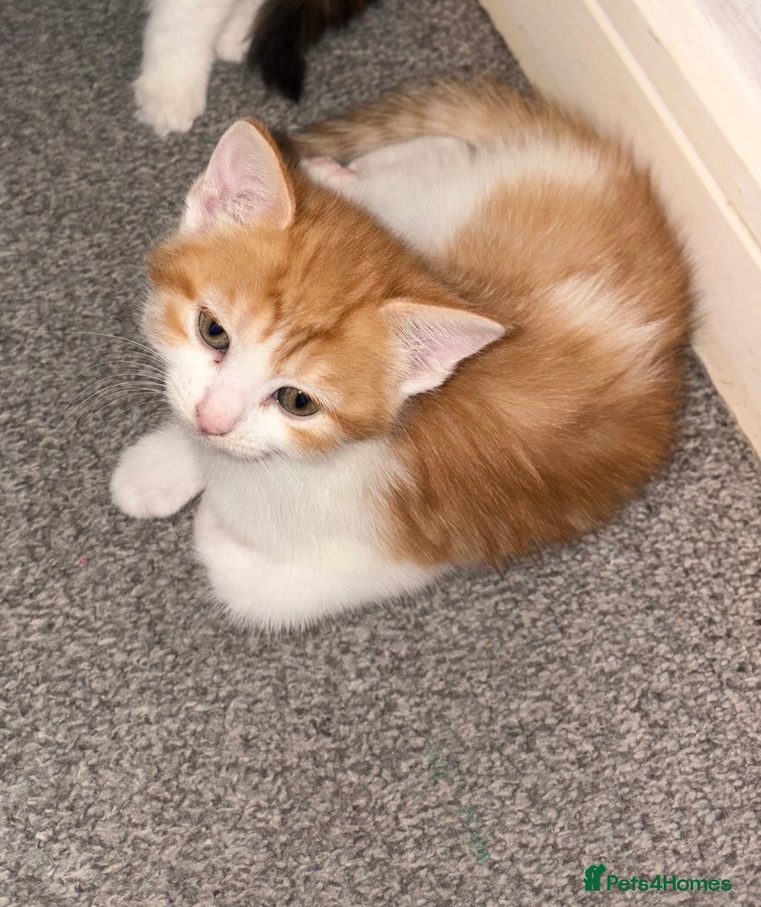 Mixed Breed cats for sale: TWO BEAUTIFUL FEMALE KITTENS - Advert 2
