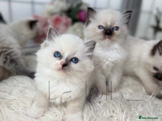 Ragdoll cats - Advert 31