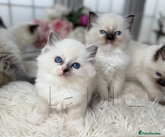 Ragdoll cats - Advert 6