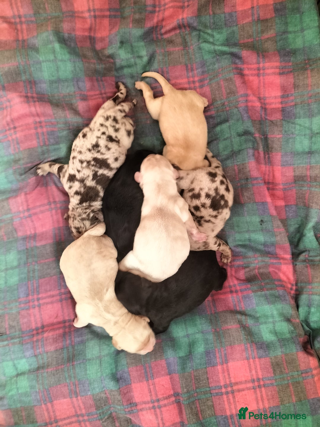 Labradoodle dogs for sale: Beautiful labradoodle puppies for sale  - Advert 5