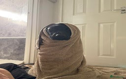 Labrador Retriever dogs for sale: Freddie is looking for his forever home  - Advert 5