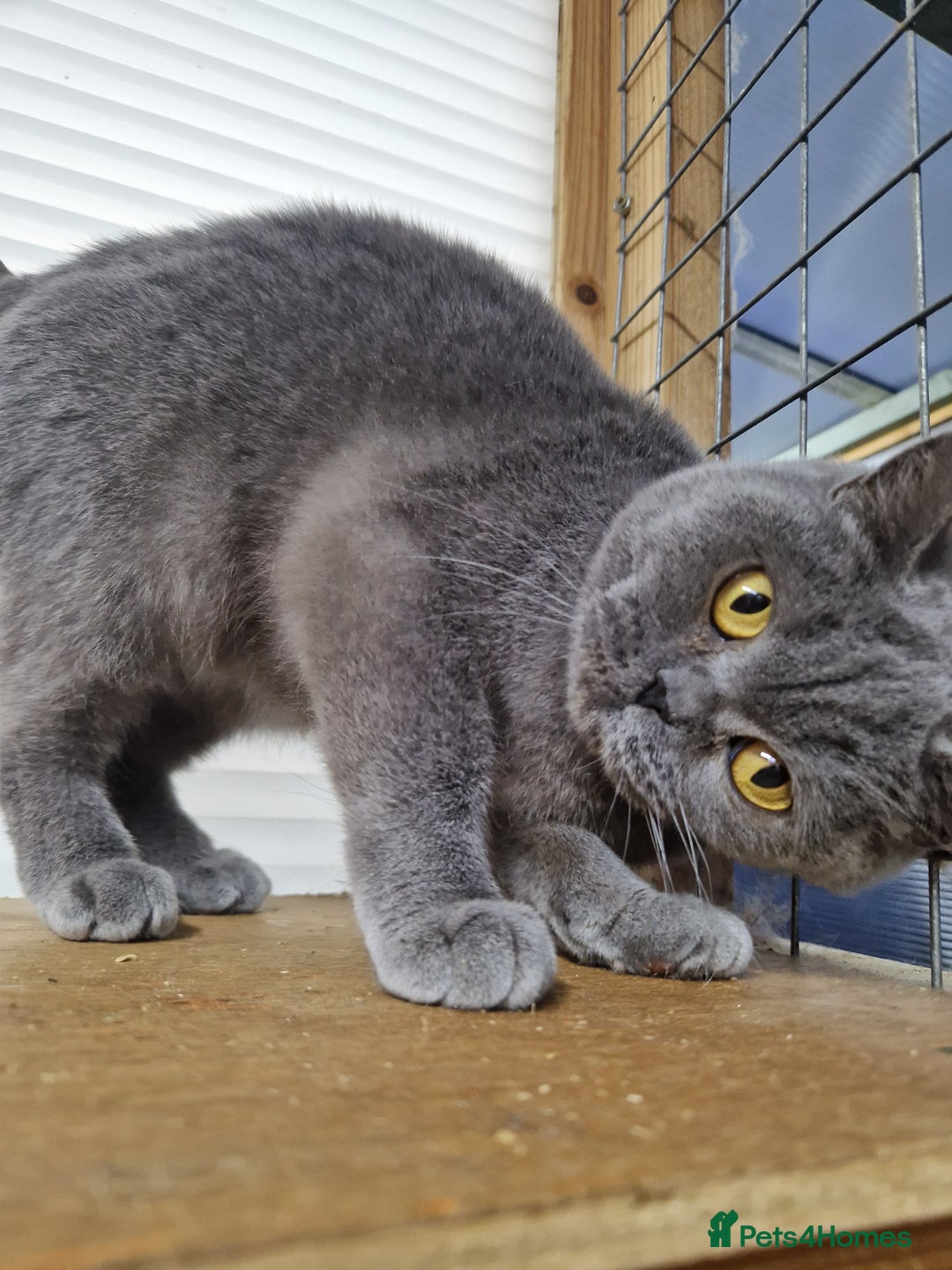 British Shorthair cats for sale: British Shorthair Girl - Advert 2