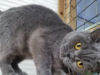 British Shorthair cats British Shorthair Girl - Advert 5