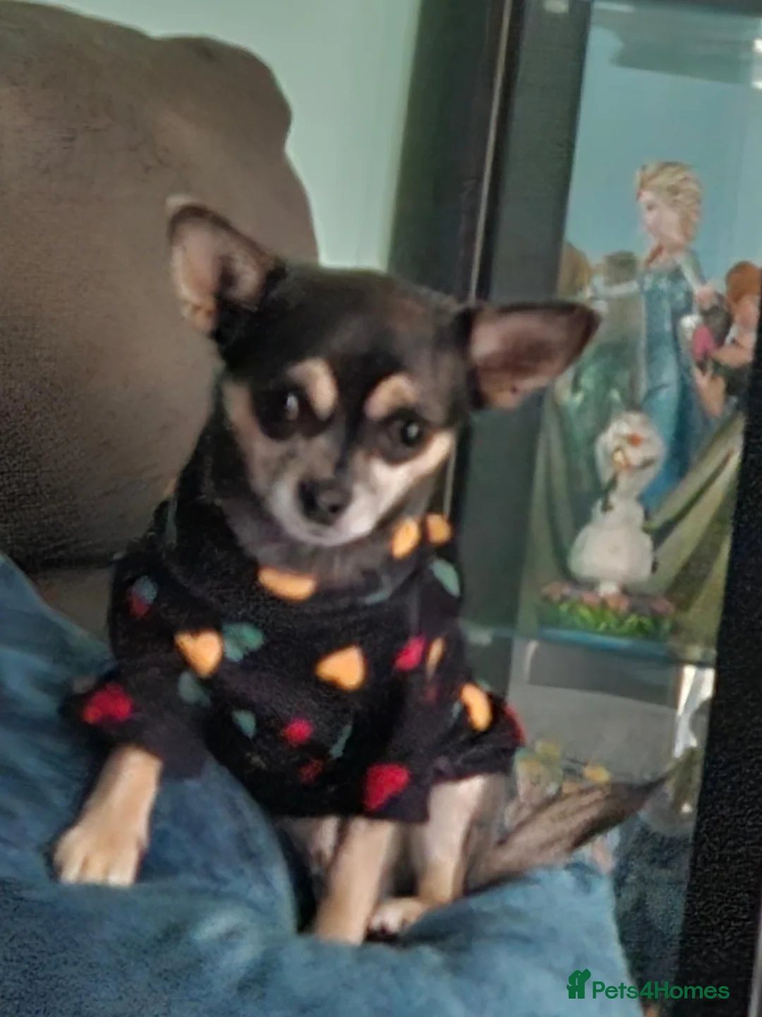 Chihuahua dogs for sale: Very Small chihuahua puppies  - Advert 12