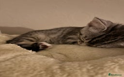 Mixed Breed cats for sale: Two boys (best friends)  - Image 8