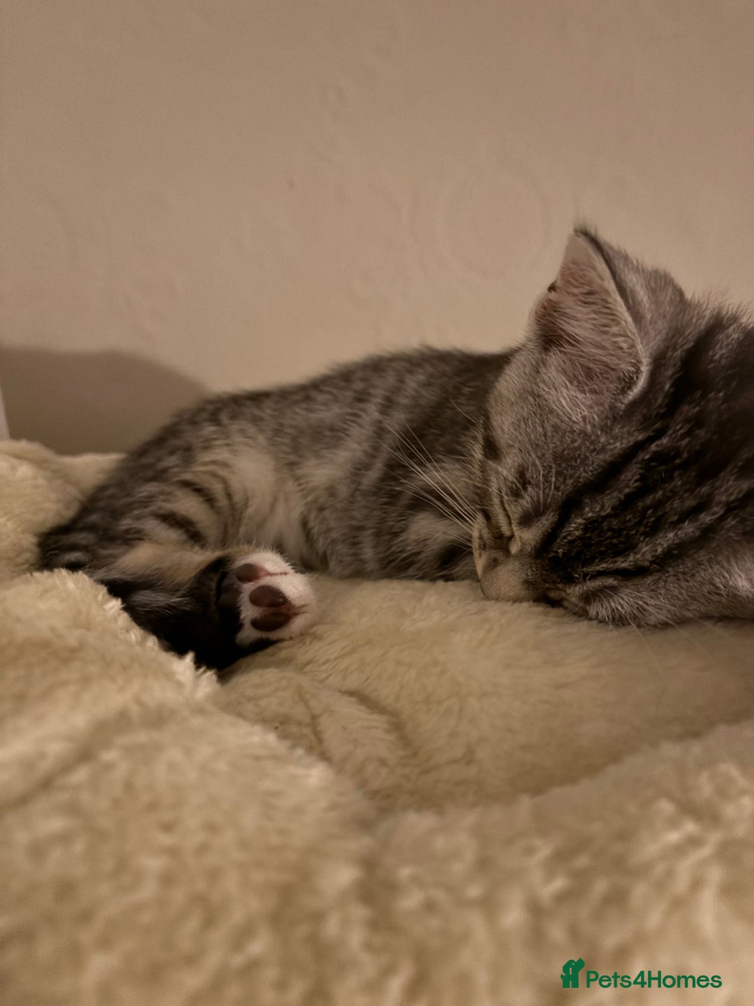 Mixed Breed cats for sale: Two boys (best friends)  - Image 8