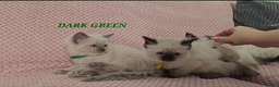 Ragdoll cats for sale: Ragdoll girl chocolate point & blue point - Advert 14