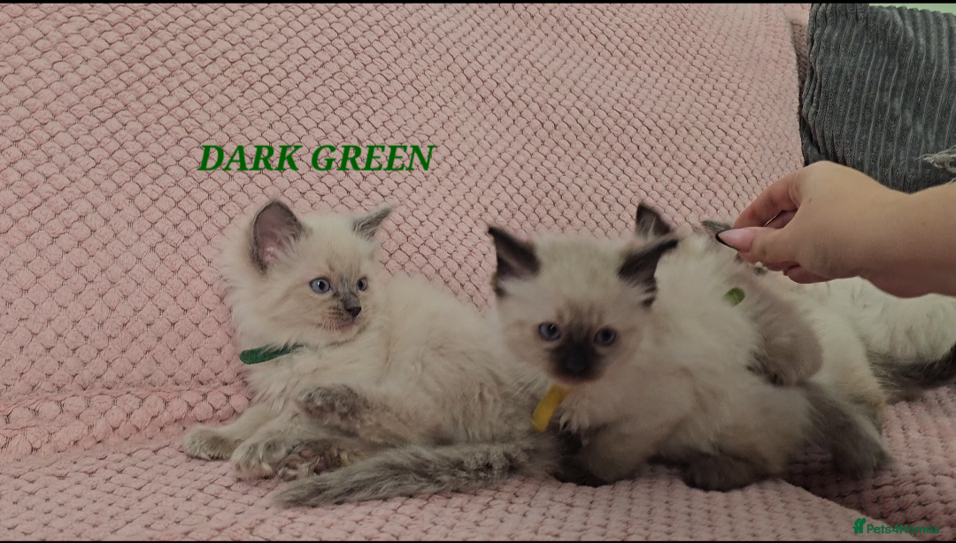 Ragdoll cats for sale: Ragdoll girl chocolate point & blue point - Advert 14