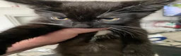 Mixed Breed cats for sale: Kittens - Advert 4