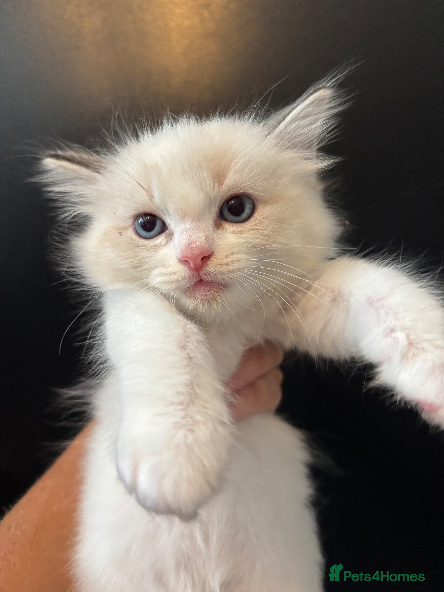 Ragdoll cats LAST GIRL/BOY Rare lilac bicolour ragdolls  - Advert 17
