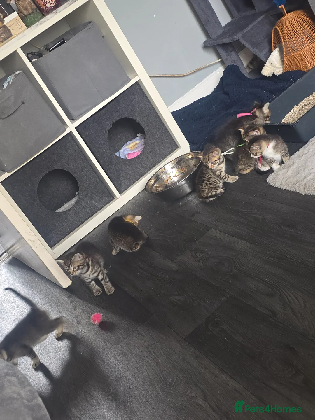 Mixed Breed cats for sale: Kittens - Advert 4